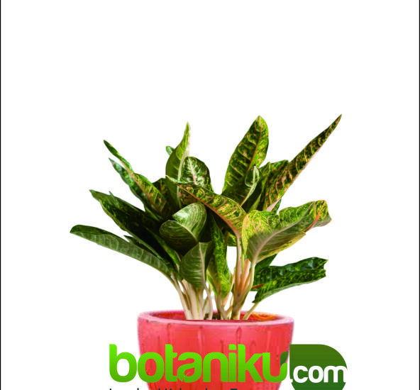 Jasa Sewa Tanaman Kantor