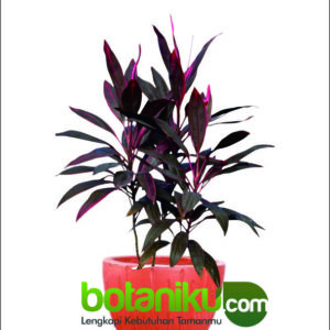 sewa tanaman hias murah