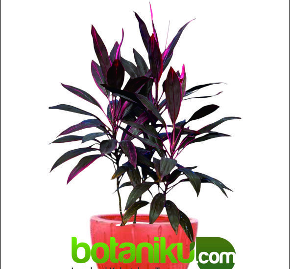 sewa tanaman hias murah