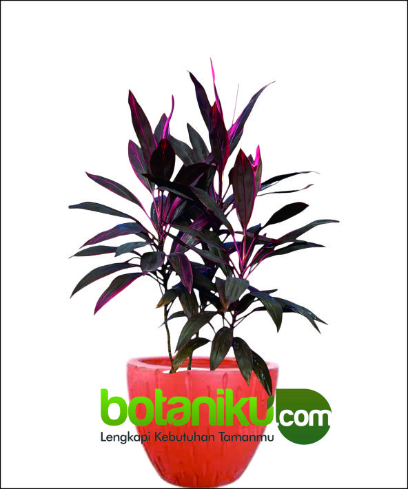 sewa tanaman hias murah