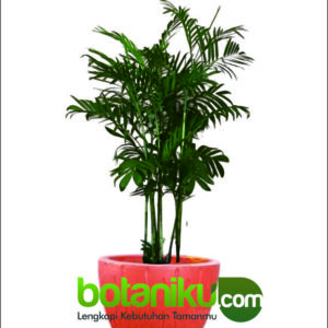 Sewa Tanaman Apartemen