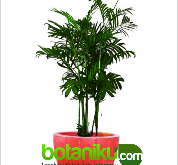 Sewa Tanaman Apartemen