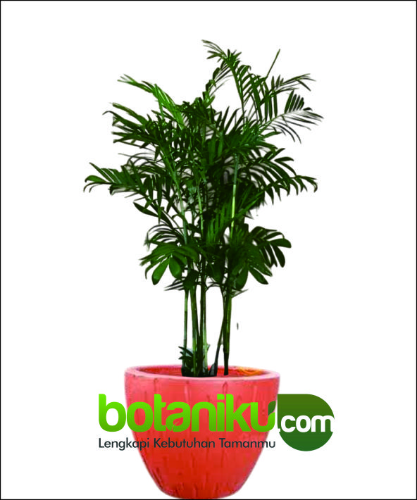 Sewa Tanaman Apartemen