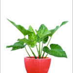 tanaman hias untuk restoran hotel