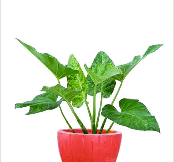 tanaman hias untuk restoran hotel