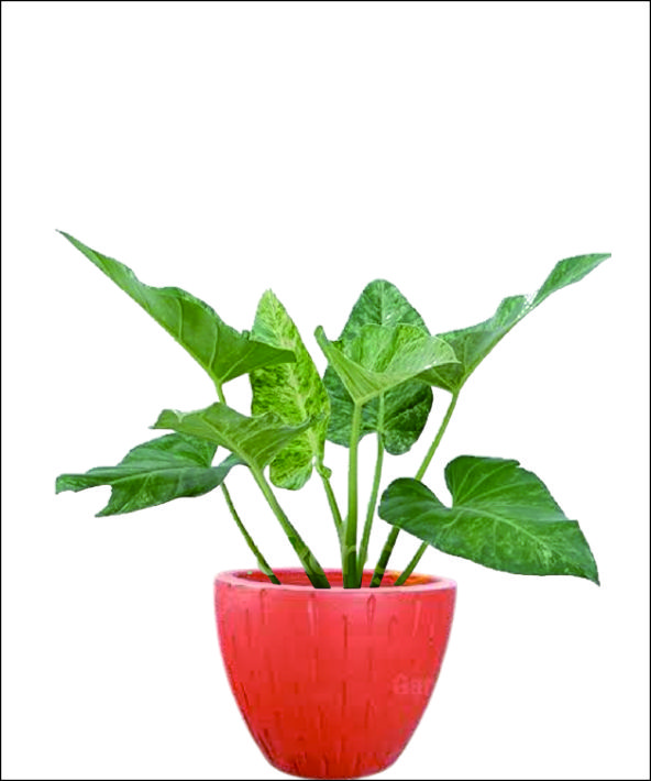 tanaman hias untuk restoran hotel