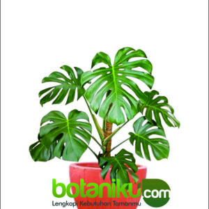 Jasa Dekorasi Tanaman Hotel