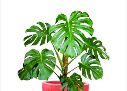 Jasa Dekorasi Tanaman Hotel