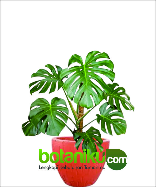 Jasa Dekorasi Tanaman Hotel