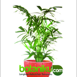 Sewa Tanaman Kantor Dan Hotel