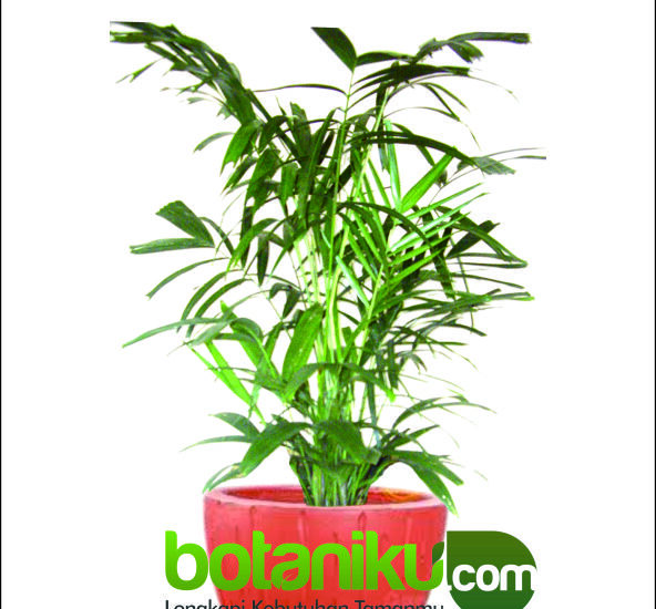 Sewa Tanaman Kantor Dan Hotel