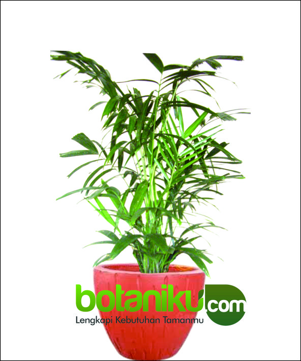 Sewa Tanaman Kantor Dan Hotel