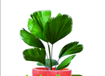 rental tanaman hias hotel