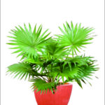 Sewa Tanaman Bulanan