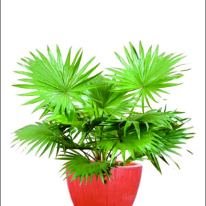 Sewa Tanaman Bulanan