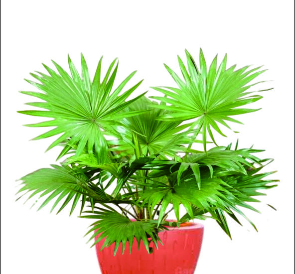 Sewa Tanaman Bulanan