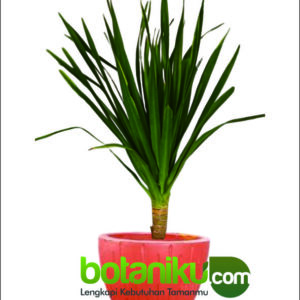 sewa tanaman pernikahan