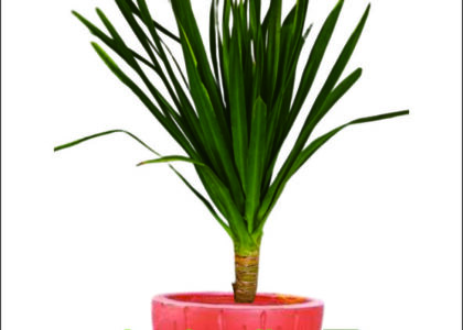 sewa tanaman pernikahan