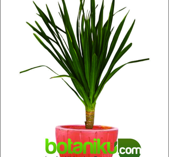 sewa tanaman pernikahan