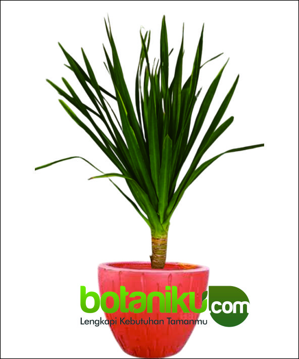 sewa tanaman pernikahan