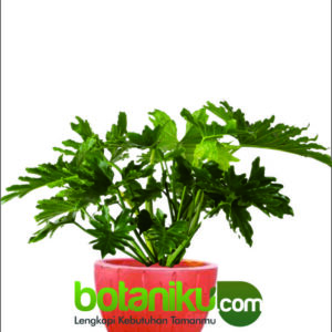 sewa tanaman pameran