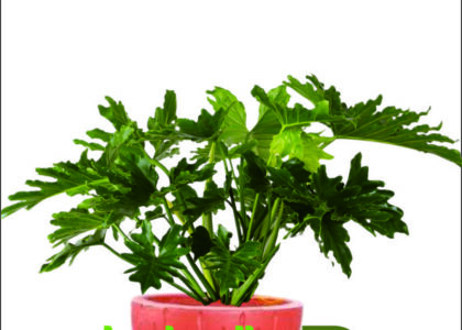 sewa tanaman pameran