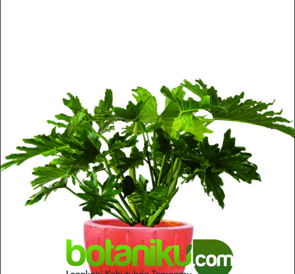 sewa tanaman pameran