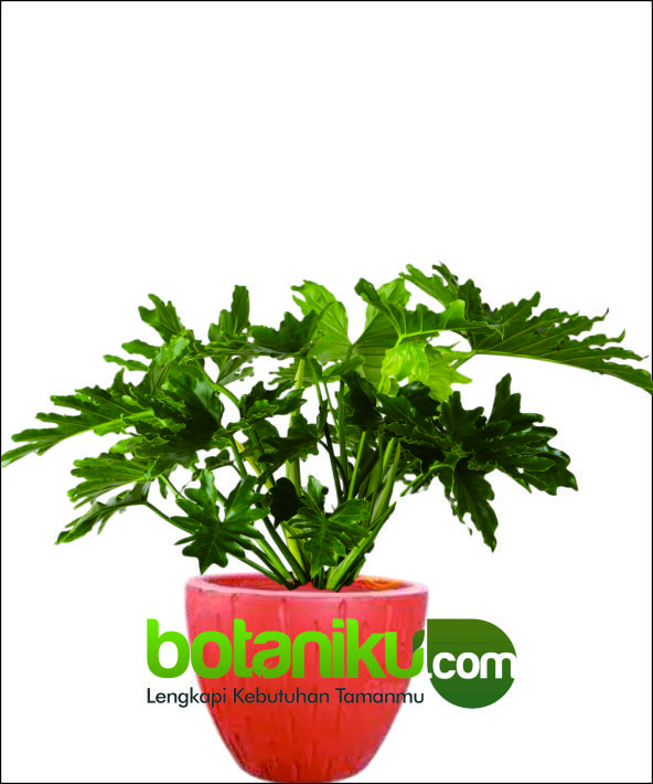 sewa tanaman pameran