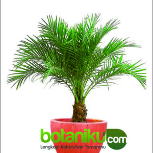 Sewa Tanaman Dekorasi