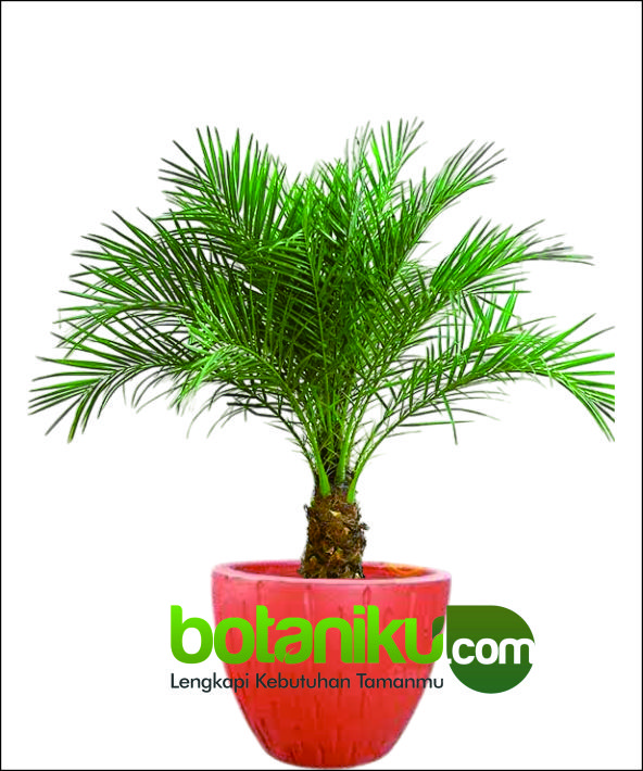 Sewa Tanaman Dekorasi