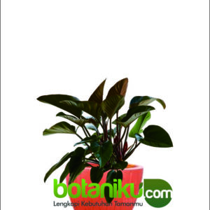 Harga Sewa Tanaman Hias