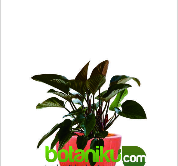 Harga Sewa Tanaman Hias