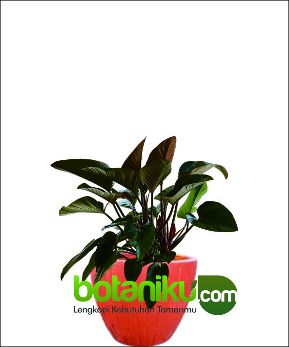 Harga Sewa Tanaman Hias