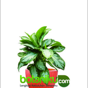 Sewa Tanaman untuk Kantor