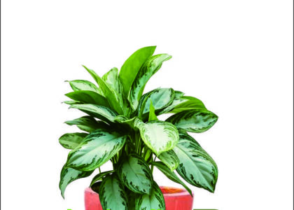 Sewa Tanaman untuk Kantor