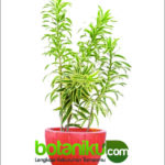 Sewa Tanaman Jakarta