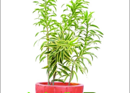 Sewa Tanaman Jakarta