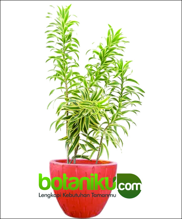 Sewa Tanaman Jakarta