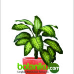 sewa tanaman hias indoor