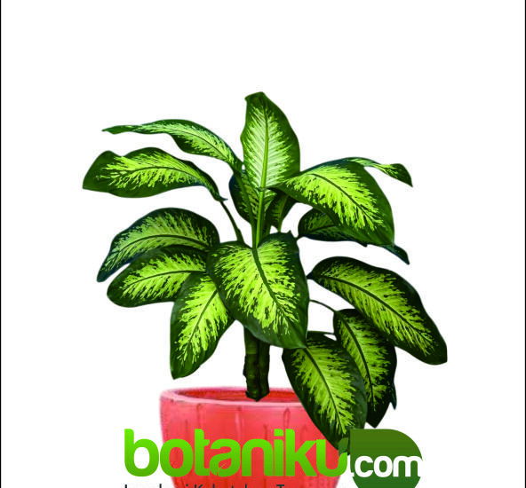 sewa tanaman hias indoor