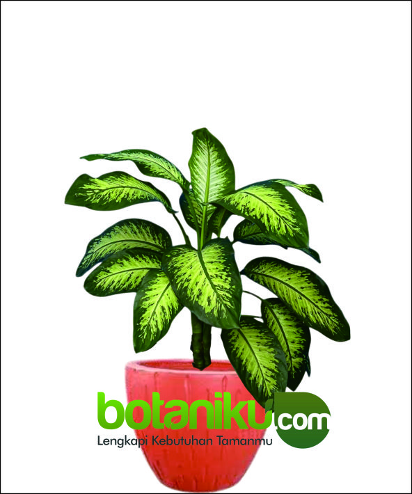 sewa tanaman hias indoor