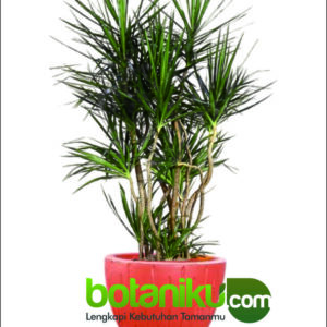 Sewa Tanaman Outdoor