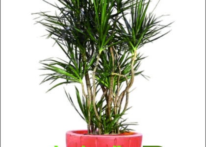 Sewa Tanaman Outdoor