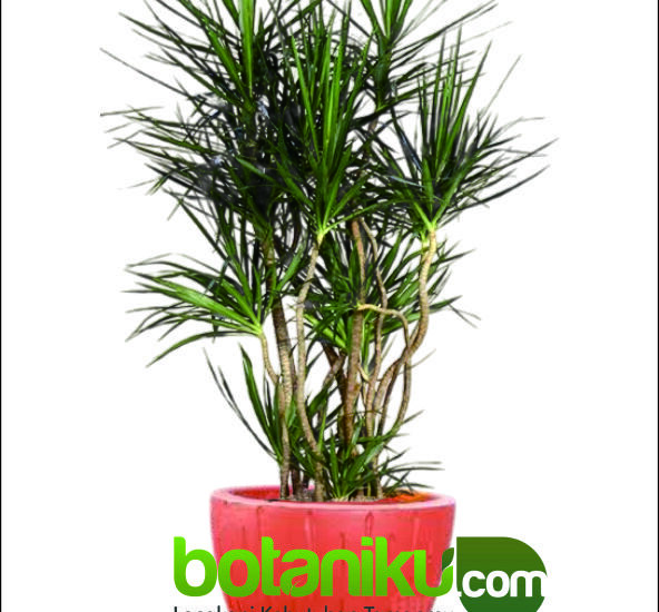 Sewa Tanaman Outdoor