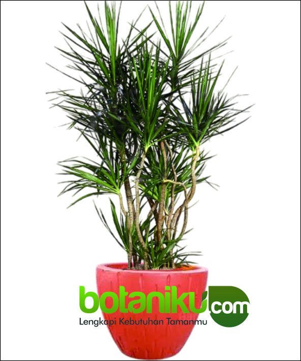 Sewa Tanaman Outdoor